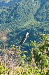 Flying saucer flying out of the grass
