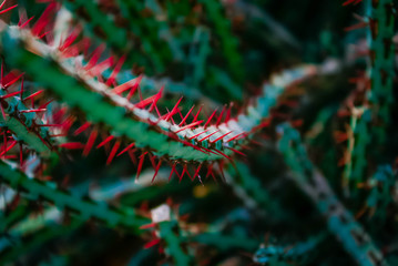 Green cactus with pointed thorns