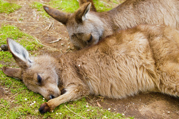 Naklejka na ściany i meble Kangaroos. Baby sleeping next to mum. 