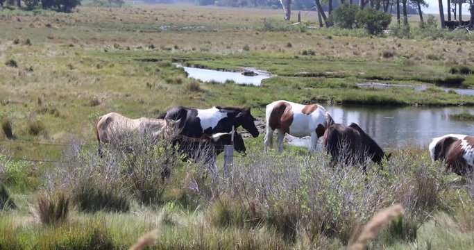 Chincoteague ponies at Assateague Island National Seashore.