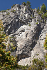 Granite formations and natural growth in Yosemite