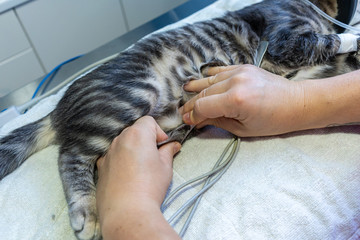 Ecg electrode placing by a veterinarian on a sedated cat