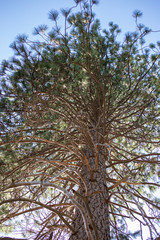 Skyward view through pine tree branches in Yosemite