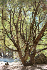 Large Oak tree in the middle of a walking path at Yosemite, California