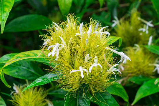 Golden plume (Schaueria flavicoma) flower closeup - Davie, Florida, USA