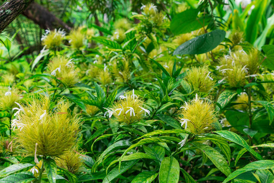 Golden plume (Schaueria flavicoma) flowers - Davie, Florida, USA