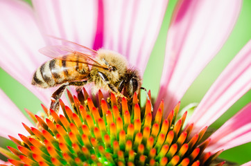 The bee pollinates the flower echinacea. Pollination.