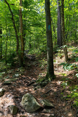 Fototapeta premium path in the forest