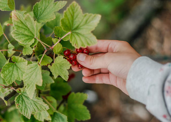 red currant in hand