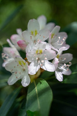 Obraz premium white flowers of apple tree