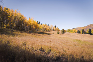 A meadow in the mountains during Autumn. 