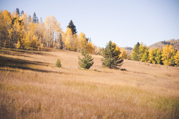 A meadow in the mountains during Autumn. 