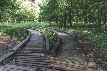 old and broken wooden plank pathway walkway in green summer forest.