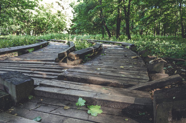 old and broken wooden plank pathway walkway in green summer forest.