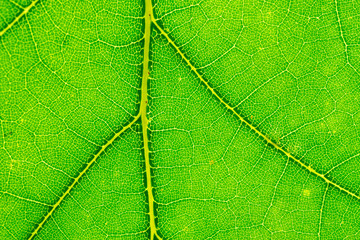 Foliage print. Tropic abstract pattern. leaf background. Nature