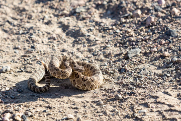 Angry coiled rattlesnake in nevada by pyramid lake