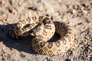 Angry coiled rattlesnake in nevada by pyramid lake