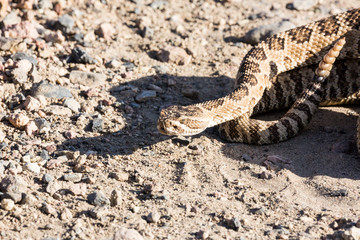 Close up view of rattlesnake on road in Nevada by pyramid lake