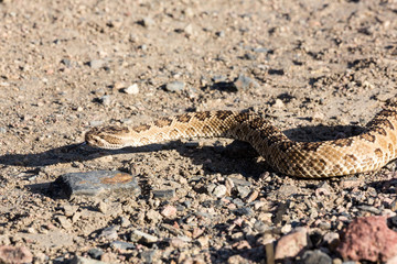 Close up view of rattlesnake on road in Nevada by pyramid lake