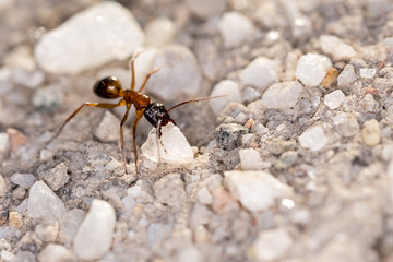 Ant carrying white quartz rocks on a pebble background in Nevada desert