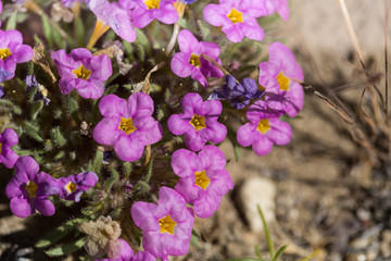 Purple desert mat flowers in nevada by pyramid lake