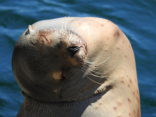 Appearing very relaxed, a California sea lion sleeps in an amazingly funny position. Monterey Bay,...