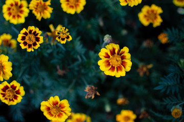 yellow floweron a green blurred background