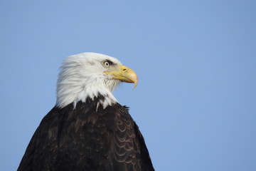 Obraz premium Bald Eagle, Whidbey Island, Washington State. 