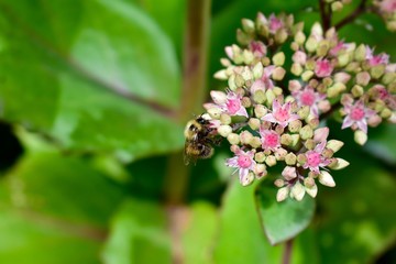 Worker honey bee collecting pollen from summer flowers