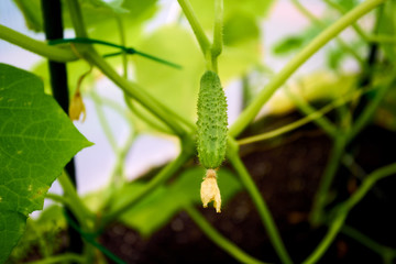 Young fresh organic cucumber growing in garden