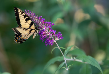 butterfly on flower