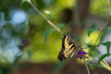 butterfly on a flower