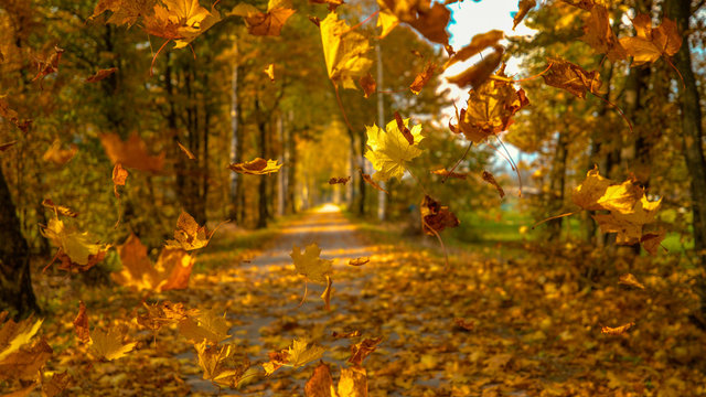 CLOSE UP: Gorgeous Turning Leaves Falling Down From The Treetops In Idyllic Park