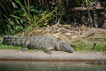 Crocodiles sunning themselves