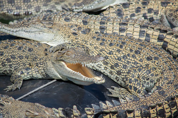 Crocodiles sunning themselves