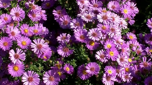 Lila Herbstastern zittern im Wind