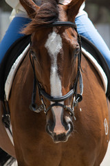 Obraz premium Horse in a paddock