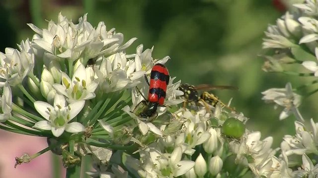 Ein Bienenkäfer krabbelt auf den Blüten des Knolaus