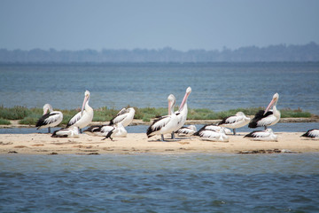 Pelicans on an island