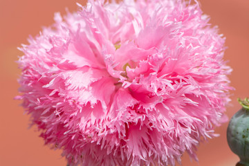 Pink chrysanthenum flower