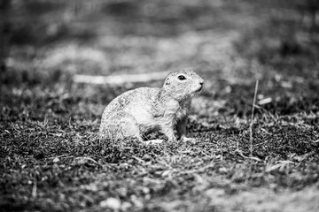 European ground squirrel, Spermophilus citellus, aka European souslik. Small cute rodent in natural habitat
