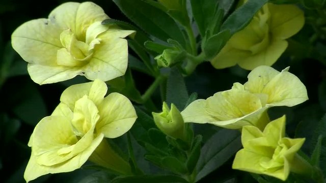 Zitronengelbe Zaubergl&ouml;ckchen schaukeln im Wind