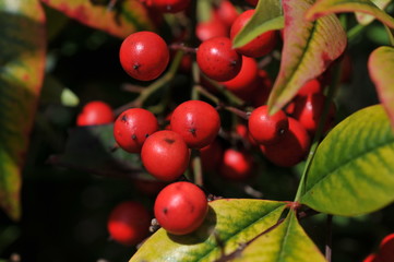 Flower Collection Frozen