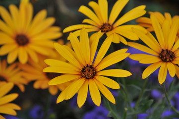 Flower Collection Frozen