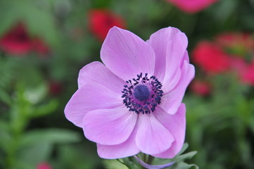 Flower Collection Frozen