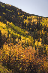 Landscape view of the mountains covered in fall foliage in Vail, Colorado. 