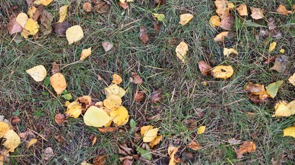 Grass after autumn rain covered with fallen leaves.  Banner background. Moody, cold autumn