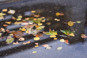 Obraz na płótnie Canvas Multicolored autumn leaves in puddle