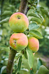 Obraz premium apples on the tree. Organic apples