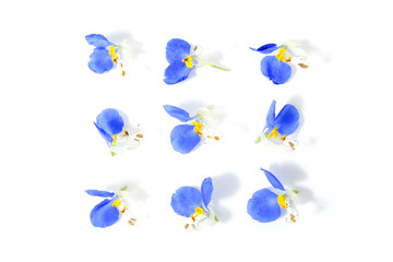 Asiatic dayflower on a white background